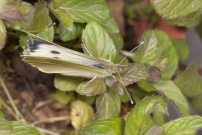 La Piride du chou. Une femelle (Lpidoptre - Pieridae - Pieris brassicae)